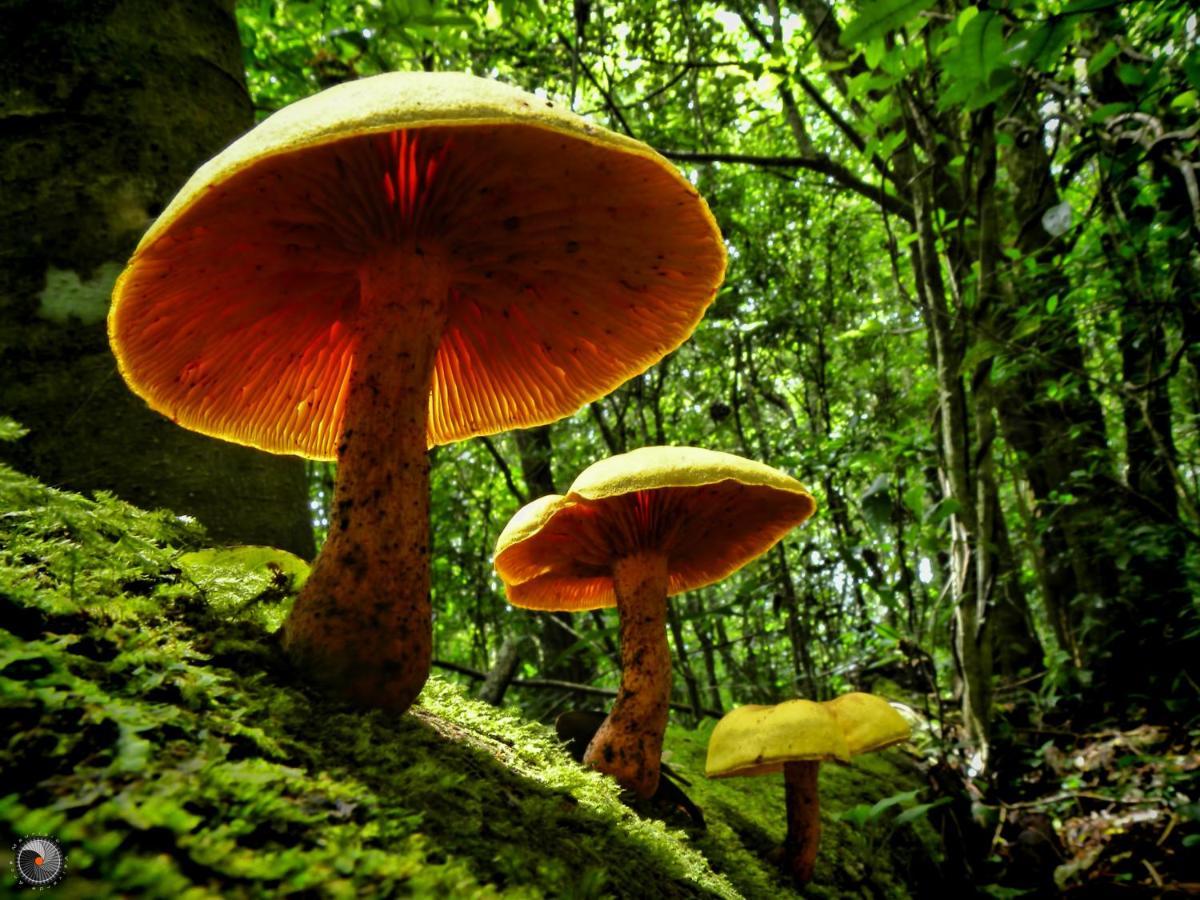 Valle Escondido Nature Reserve Hotel & Farm Monteverde Zewnętrze zdjęcie